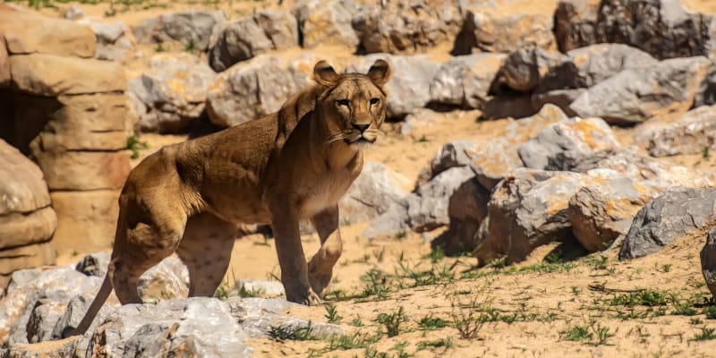 Checkout Wildlife at Barcelona Zoo