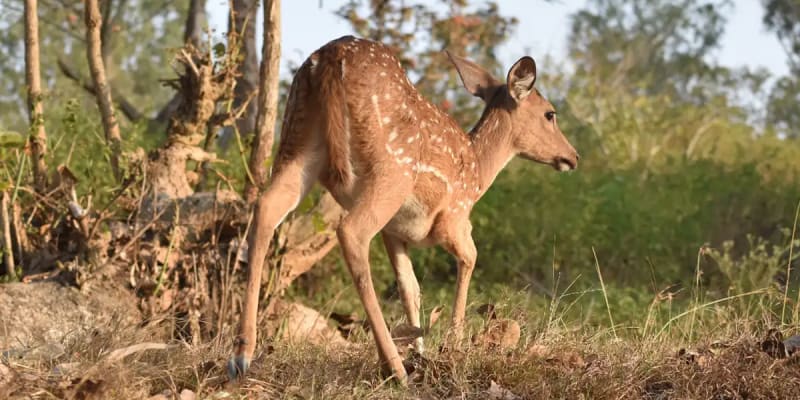 Vansda National Park