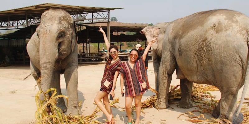 Play With Elephants at Elephant Jungle Sanctuary