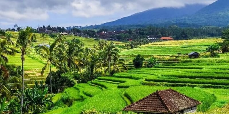 Scenic Rice Field Trekking in Ubud