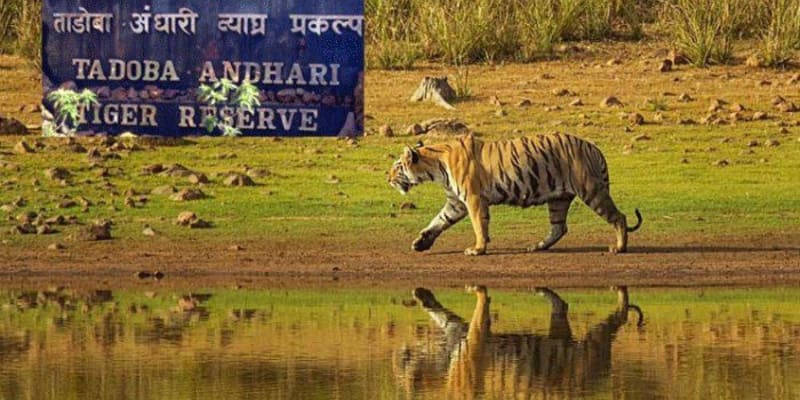 Tadoba