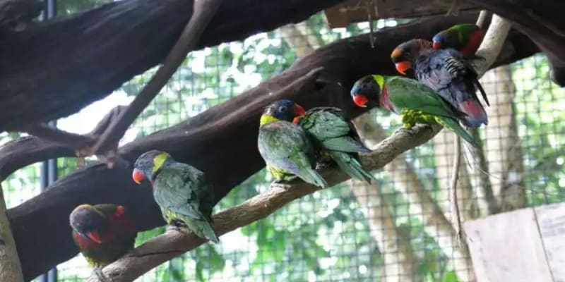 Phuket Bird Park