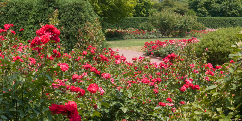 Visiting The amazing Rose garden