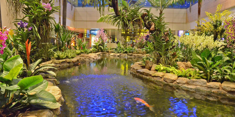 Explore Orchid Garden and Koi Pond