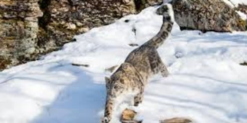 Snow Leopard Trek