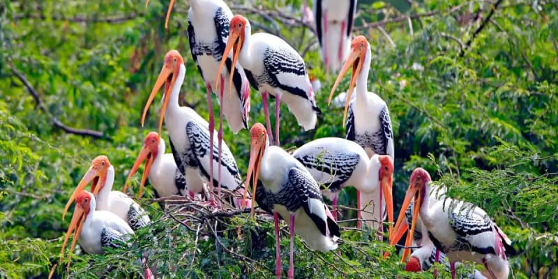 Bharatpur National Park