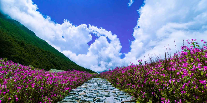 Valley of Flowers National Park