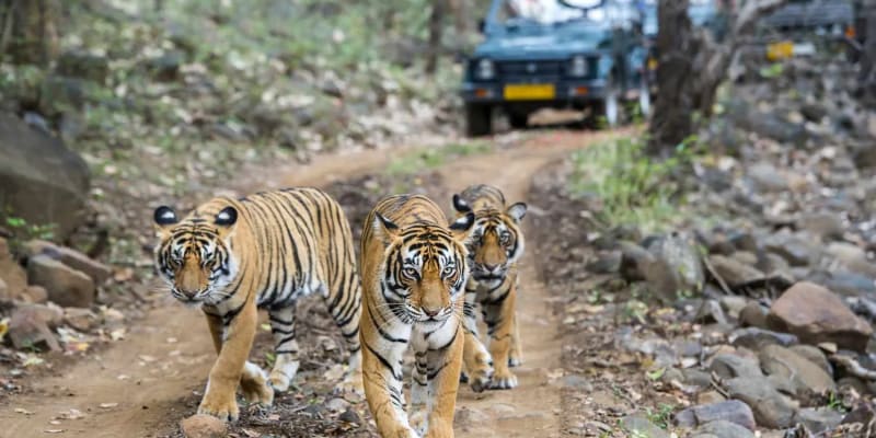 Rajaji National Park