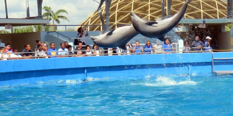 Family Fun at Phuket Dolphin Show