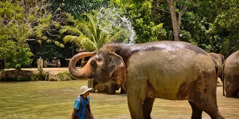 Phuket Elephant Sanctuary
