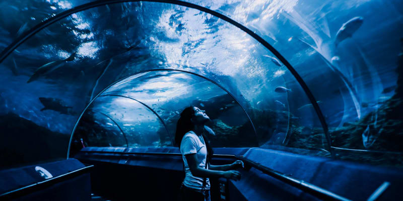 Sea Life Bangkok, Ocean World