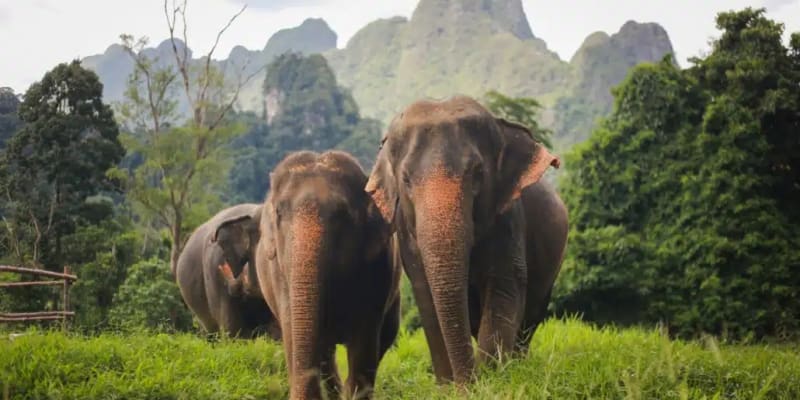 Jungle Safari in Khao Sok National Park