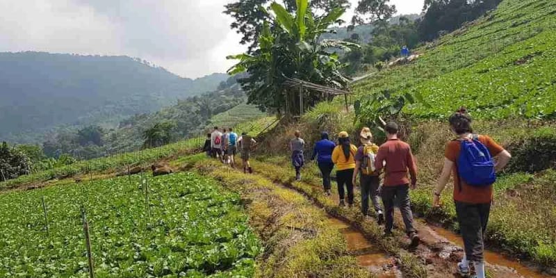 Trekking in Chiang Mai Hills