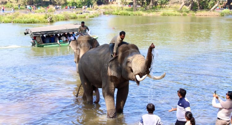 Dubare Elephant Camp