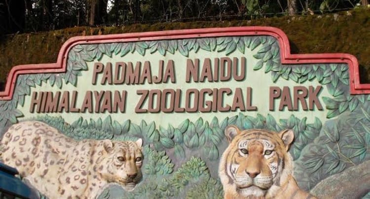 Padmaja Naidu Himalayan Zoological Park