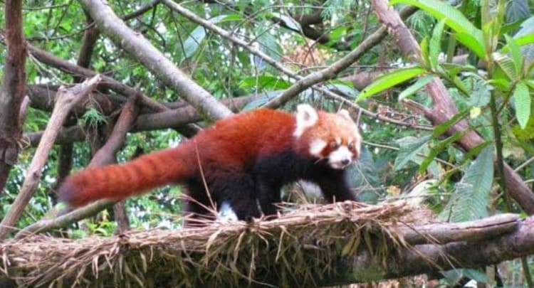 Padmaja Naidu Himalayan Zoological Park