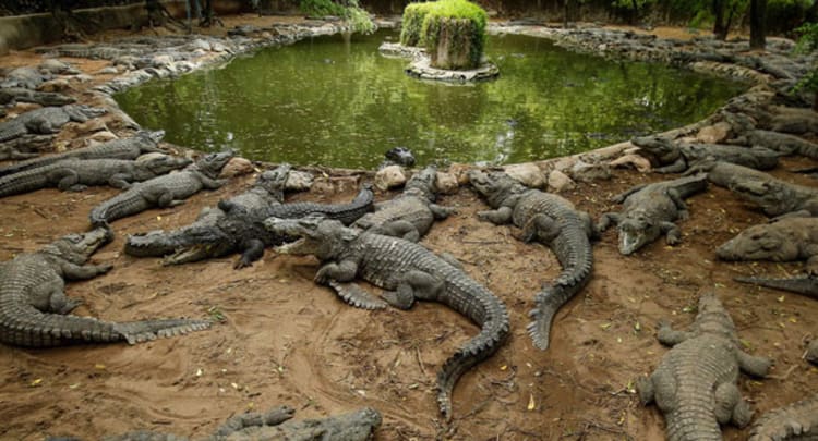Battambang Crocodile Farm