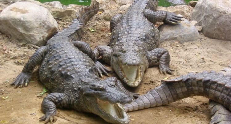 Battambang Crocodile Farm