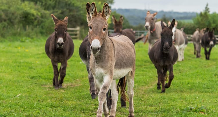 Donkey sanctuary