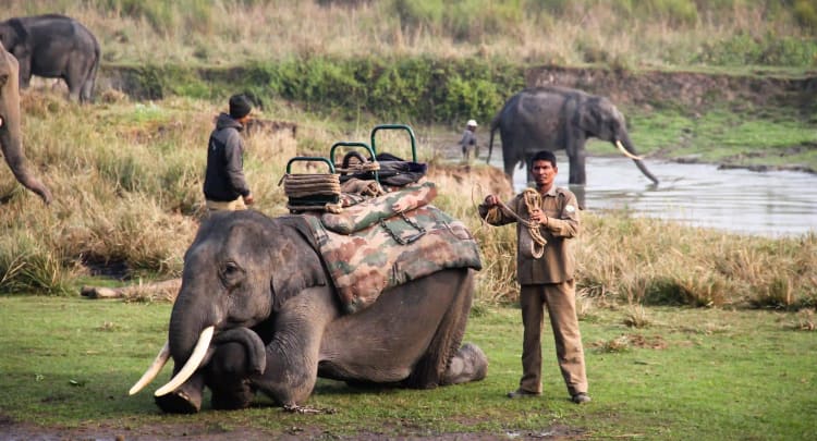 Elephant Safari