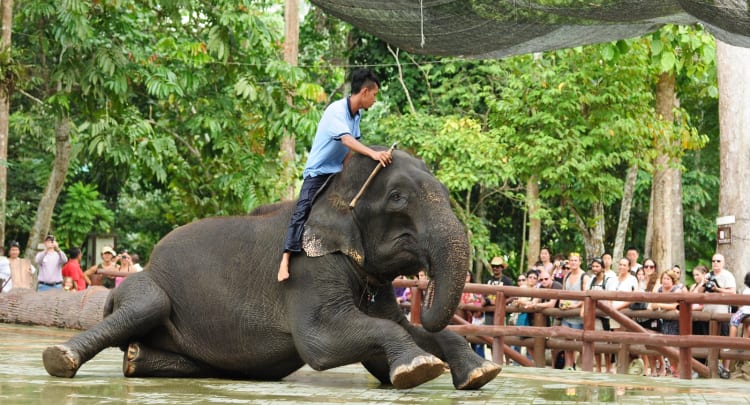 Kuala Gandah Elephant Sanctuary