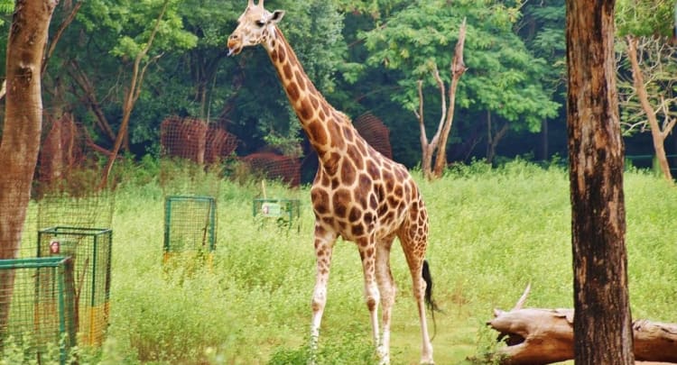 Arignar Anna Zoological Park