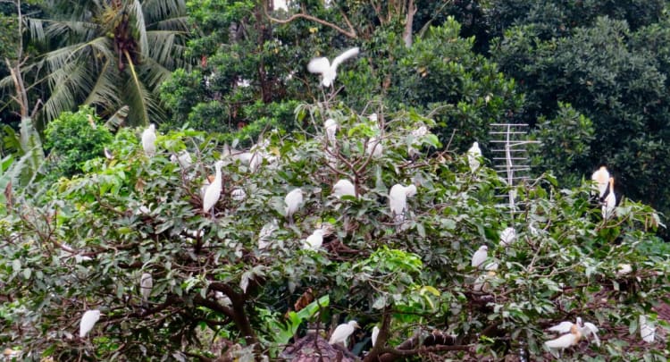 Bird Village Of Petulu