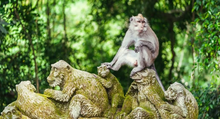 Ubud Monkey Forest