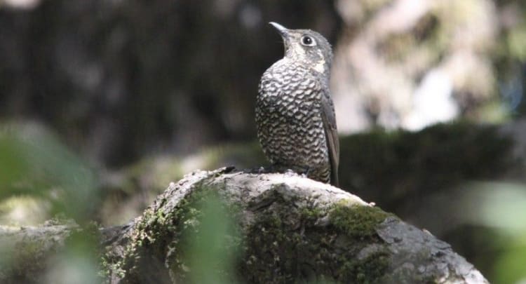 Kilbury Bird Sanctuary