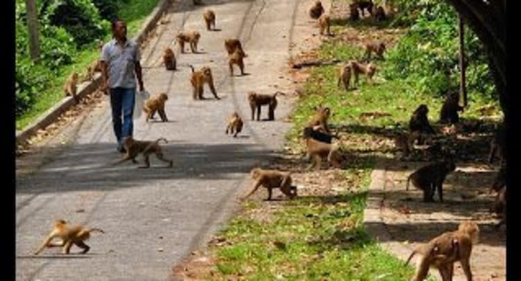 Monkey Hill in Phuket Town