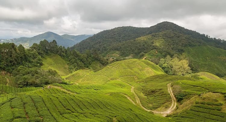 Mount Batu Brinchang