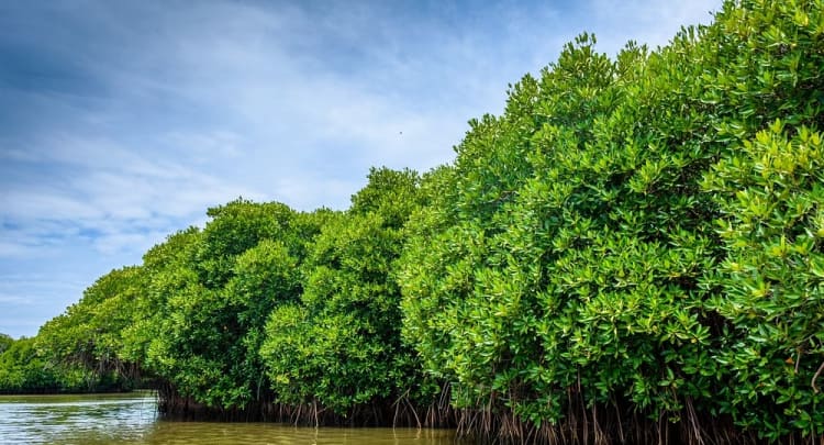 Mangrove Forest