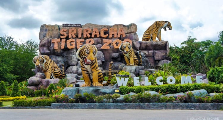 Sriracha Tiger Zoo