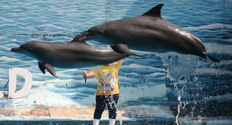 Dolphin Show