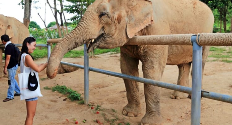 Samui Elephant Sanctuary