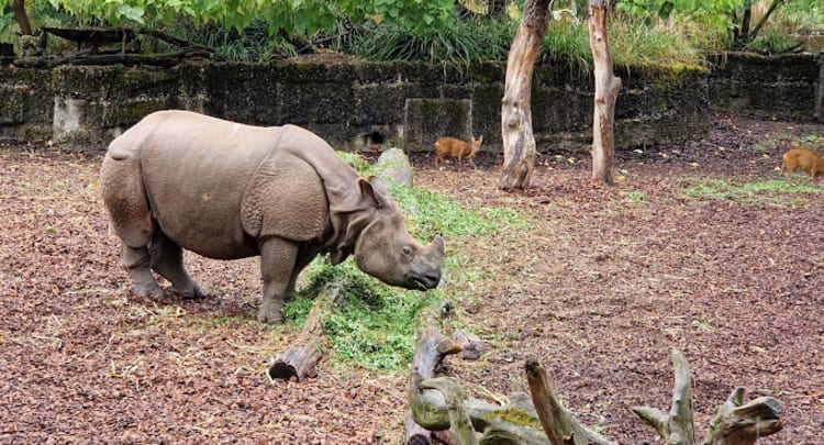 Basel Zoo