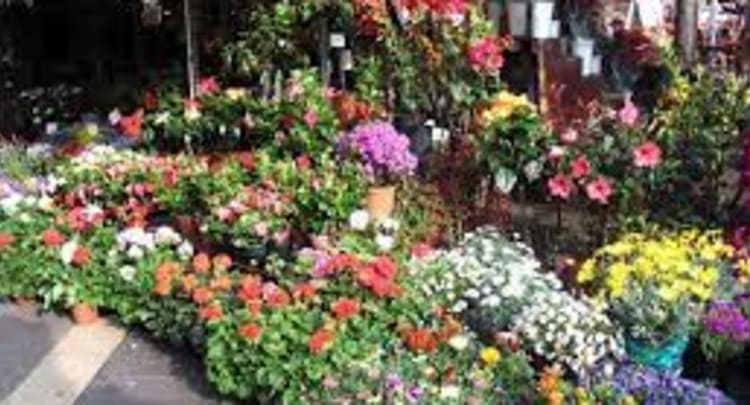 Quang Ba Flower Market