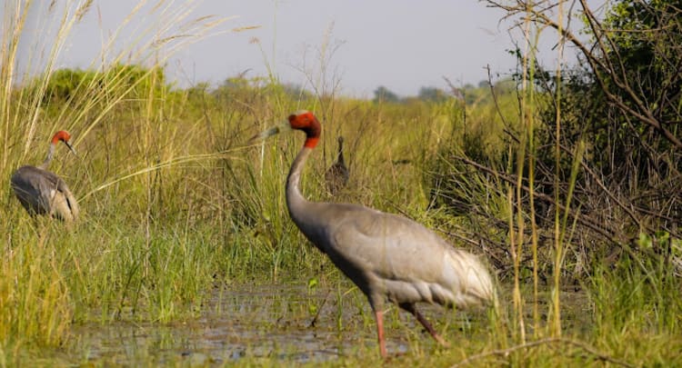 Keoladeo Ghana National Park