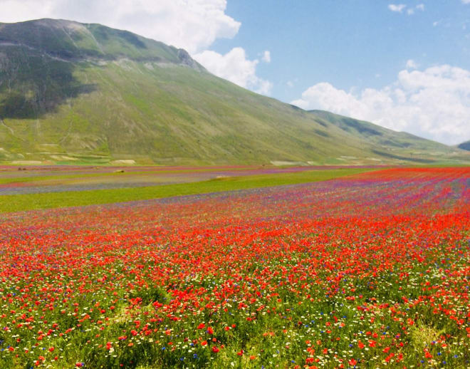 Paragliding in Castelluccio, Italy Image