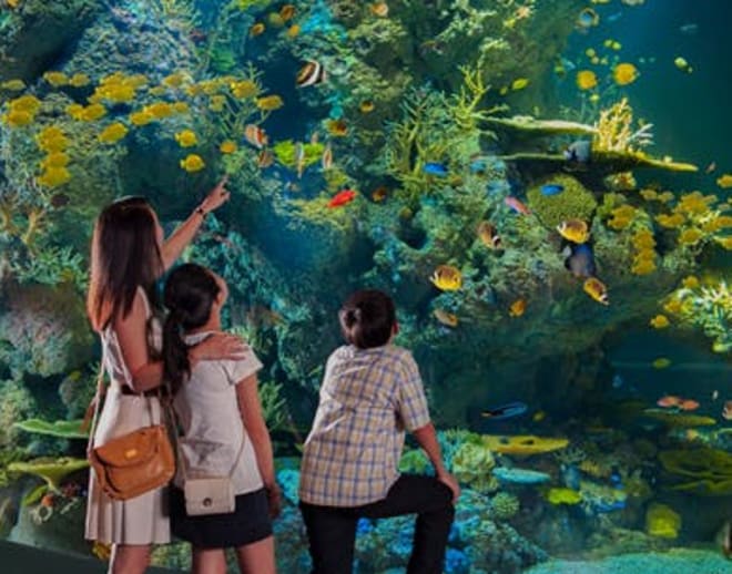 Sea Aquarium Sentosa, Singapore (Tickets) Image