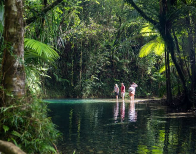 Daintree Rainforest Tour Image