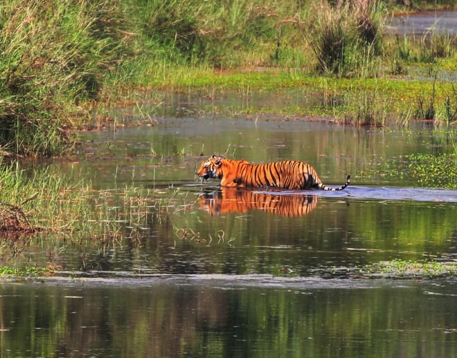 Bardia National Park Image