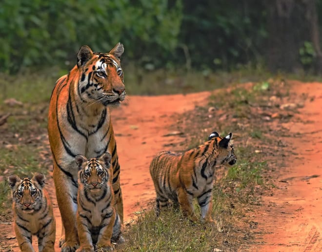 Kanha Tiger Safari Kanha Image