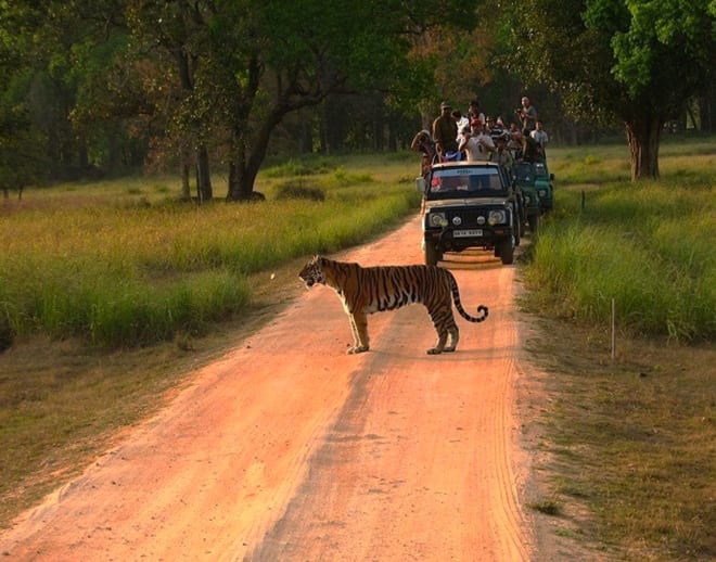Kanha Tiger Safari Kanha Image