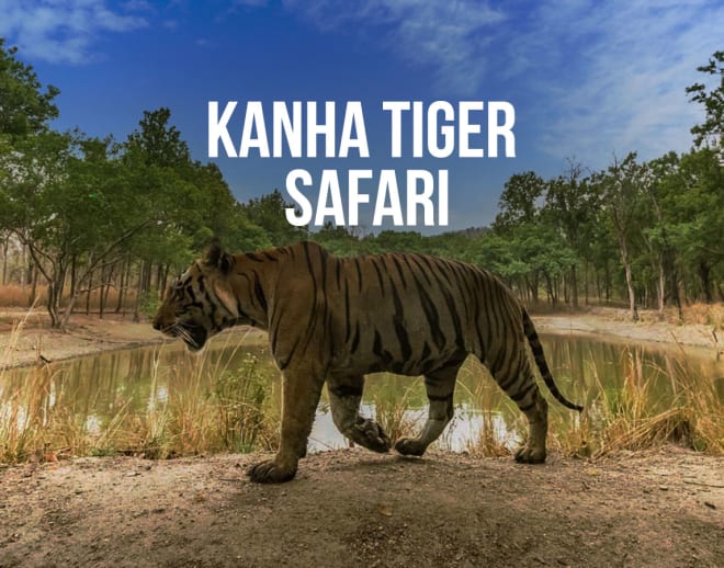 Kanha Tiger Safari Kanha Image