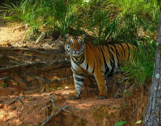Kanha Tiger Safari Kanha Image