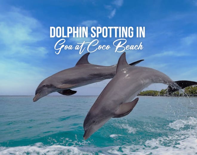 Dolphin Spotting in Goa at Coco Beach Image