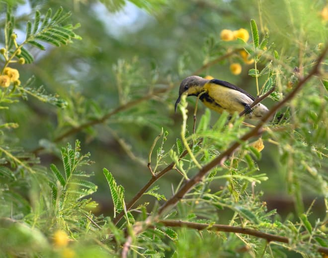 Wildlife Safari at National Chambal Sanctuary Image