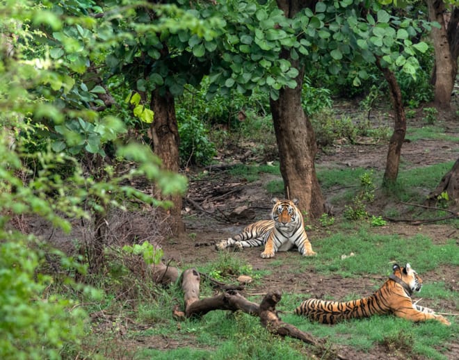 Wildlife Safari at National Chambal Sanctuary Image