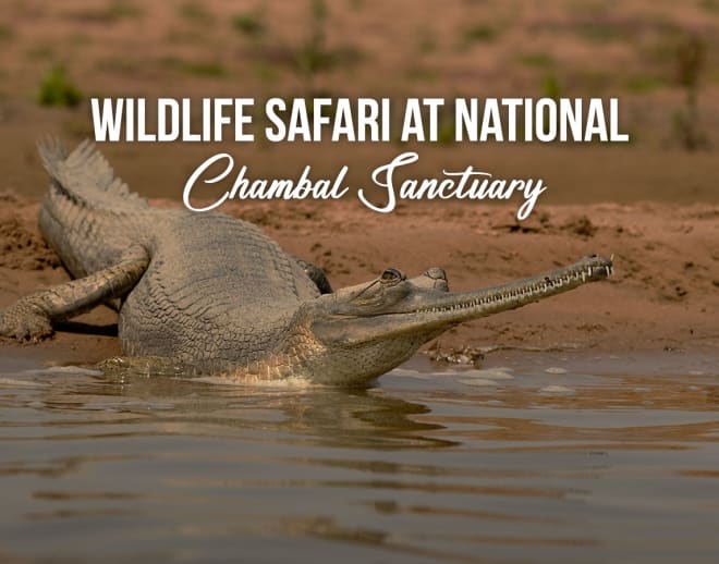 Wildlife Safari at National Chambal Sanctuary Image